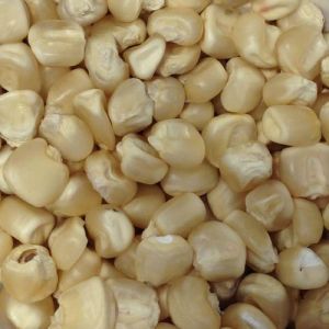 White Maize Seeds