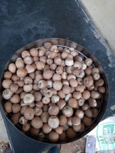 areca nut