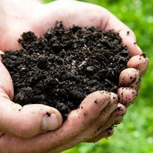 50 Kg Biofasst Vermicompost Fertilizer