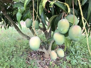 Royal Special Mango Plant