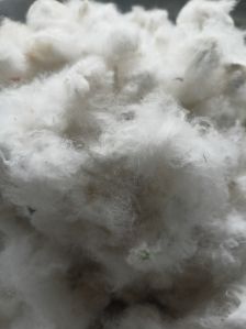 Raw Cotton