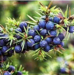 Juniper Berry Essential Oil