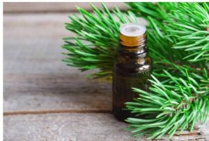 Pine Essential Oil