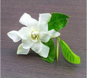 White Gardenia Fragrance Oil