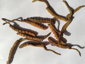 Cordyceps Sinensis