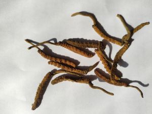 yarsagumba cordyceps sinensis