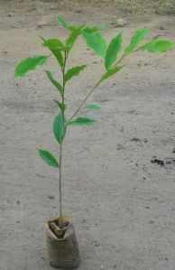 Agarwood Plant