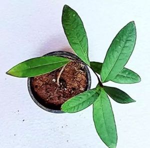 Arjuna Plant