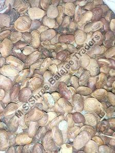 Karanj Seeds