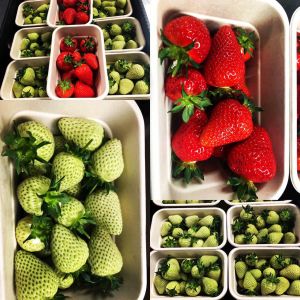 Fruit Moulded Fiber Pulp Tray