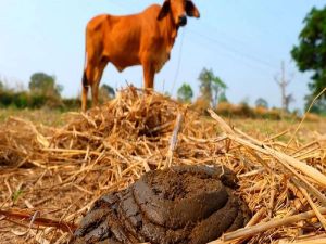 fresh cow dung