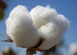 Long Staple Cotton