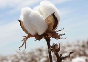 medium staple cotton