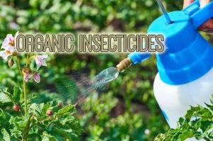 Insecticides