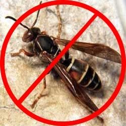 Wasp Control Services