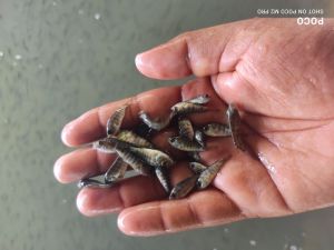 Monosex Tilapia Fish Seeds