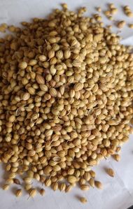 Coriander Scooter Seed