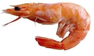 Prawn Fish