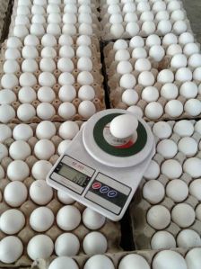 Fresh Poultry Eggs