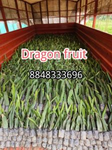 Dragon Fruit Plants