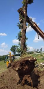 Tree Transplanting Services