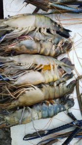 frozen prawns 10 pics (1kg)