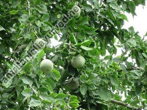 BAEL PATTHAR FRUIT