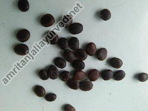 vilayti babool seeds