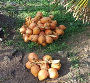 Tender coconut orange