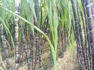 Black Sugarcane