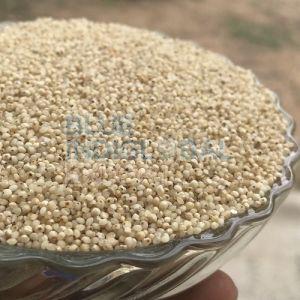 Barnyard Millet Seed