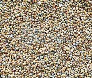 Pearl Millet Seed