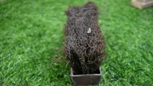 Bristle Brush