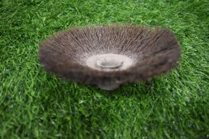 Circular Brush