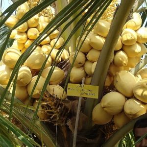 Yellow Malayan Dwarf Coconut