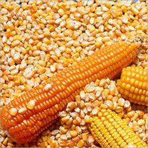 Non GMO Yellow Maize