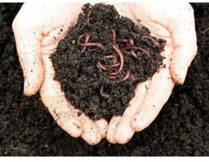 Vermicompost Fertilizer