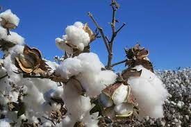 Raw Cotton