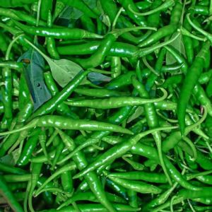 Green Chilis (G4)