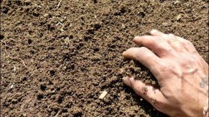 Vermicompost Fertilizer