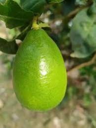 Fresh Country Lemon