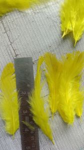 chicken feathers