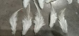 Pointed feather