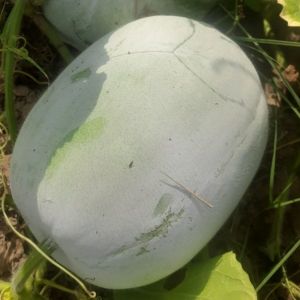 Ash Gourd