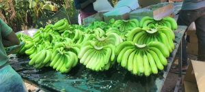 Green G9 Cavendish Banana