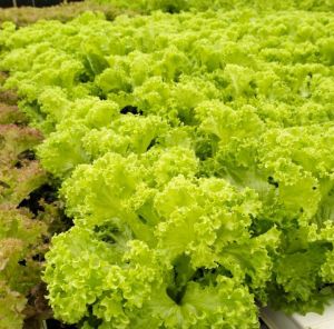 Hydroponicli grow green lollo lettuce