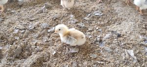 chicks