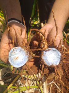 Black Turmeric