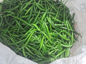 Fresh Green Chilli