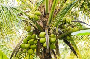 Tender Coconut - Raw